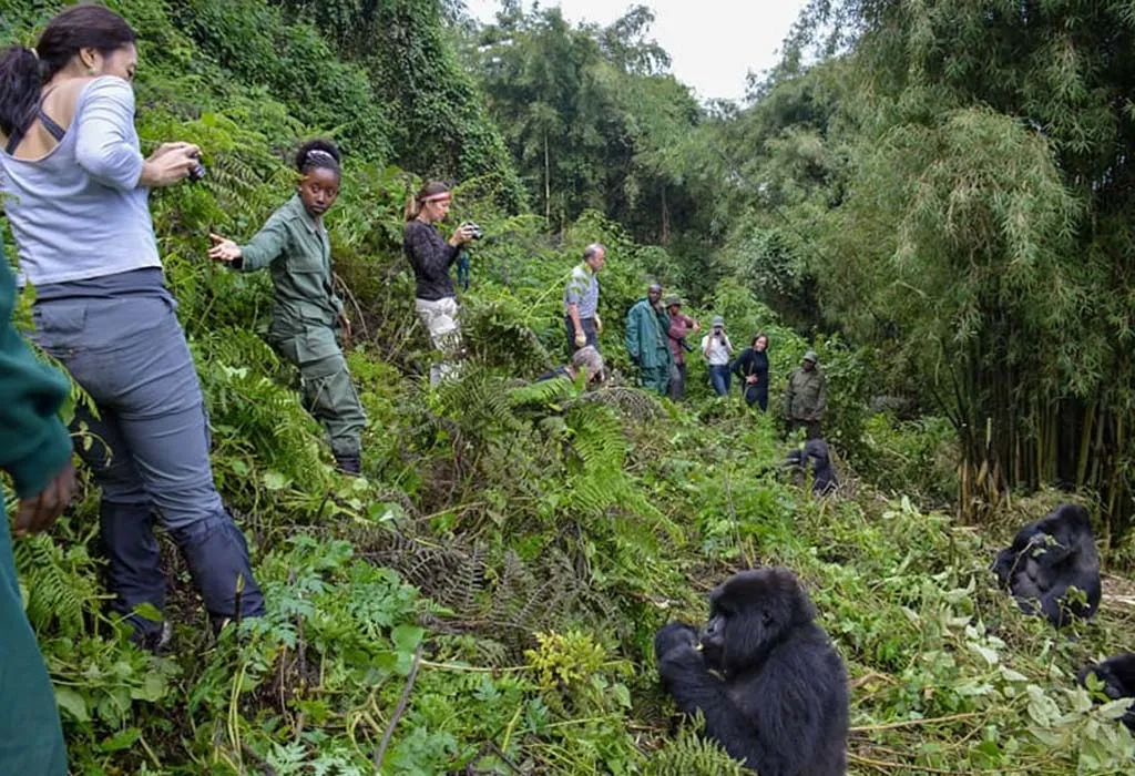 Gorilla Trekking in Uganda